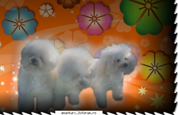 vand pui bichon frise livline kennel vinde pui bichon frise pedigree, vaccinati, microcip din